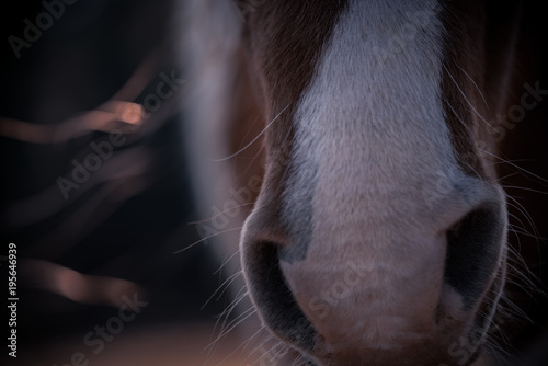 Horse Nose
