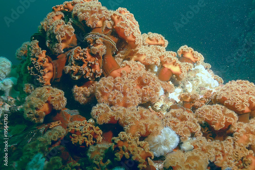colony of sea anemones under water corals