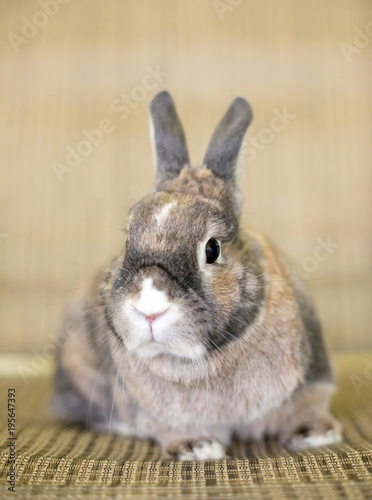 A Dwarf Rabbit with agouti markings