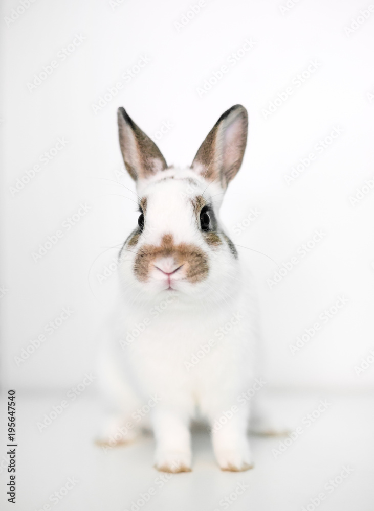 Fototapeta premium A cute young Dwarf rabbit on a white background
