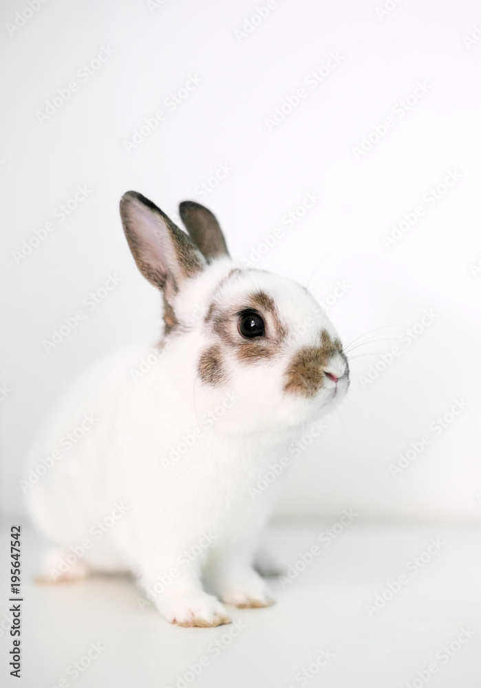 A cute young Dwarf rabbit on a white background