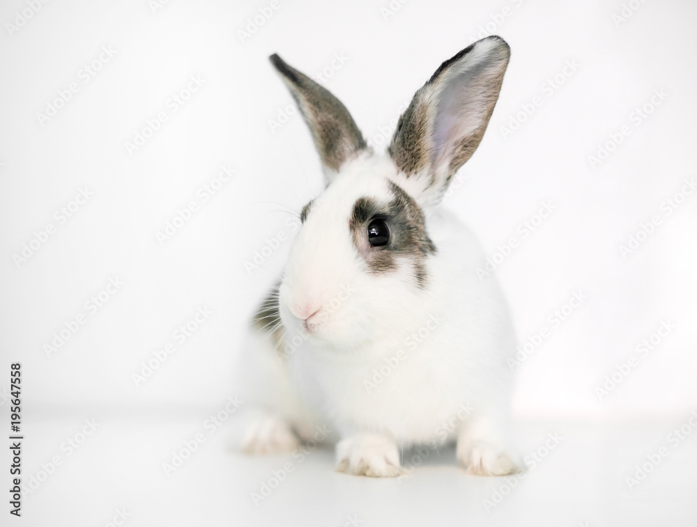 A cute white rabbit with brown markings on a white background A cute white rabbit with brown markings on a white background