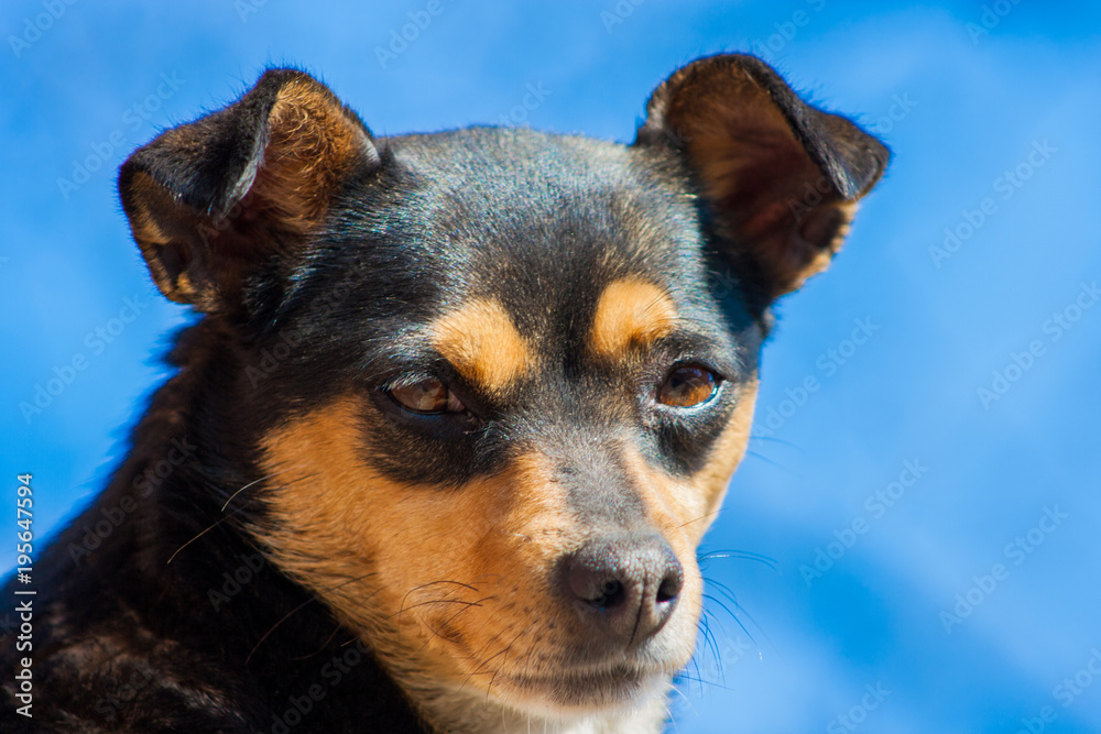 close-up dog's head on a blue sky background close-up dog's head on a blue sky background
