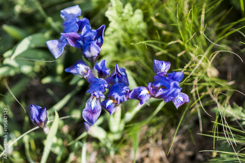 Wild violet iris flower growing in nature  summer seasonal floral sunny background