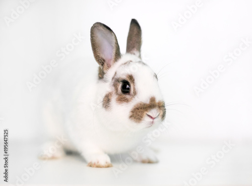 A cute young Dwarf rabbit on a white background