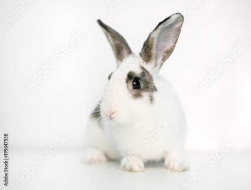 A cute white rabbit with brown markings on a white background