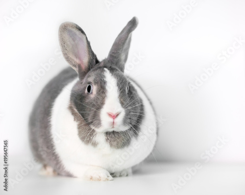 A female gray and white Dutch rabbit with a large dewlap © Mary Swift