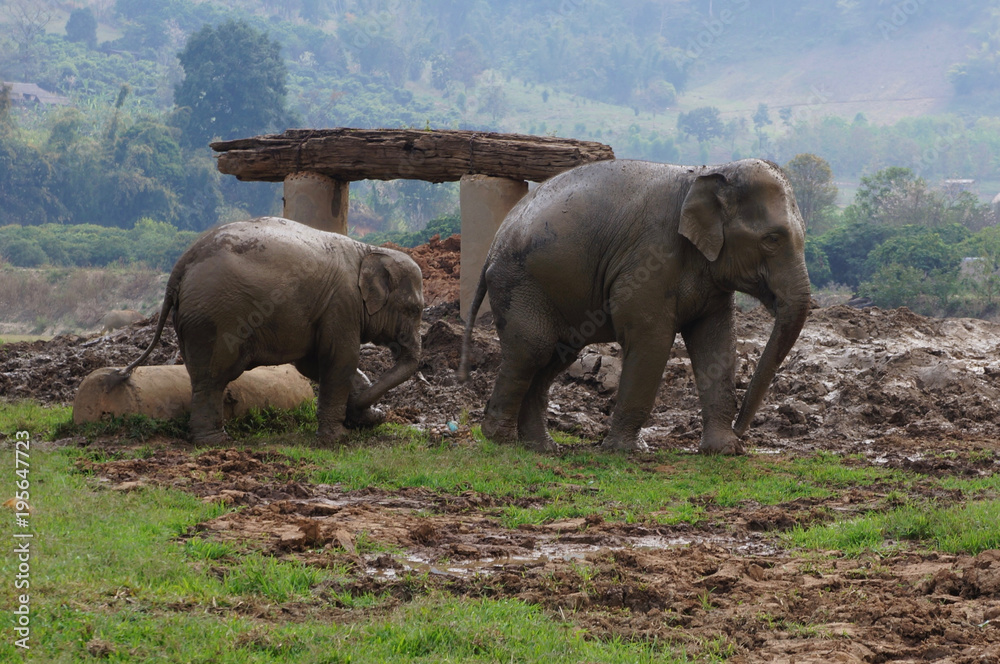 Obraz premium Elephants in Thailand