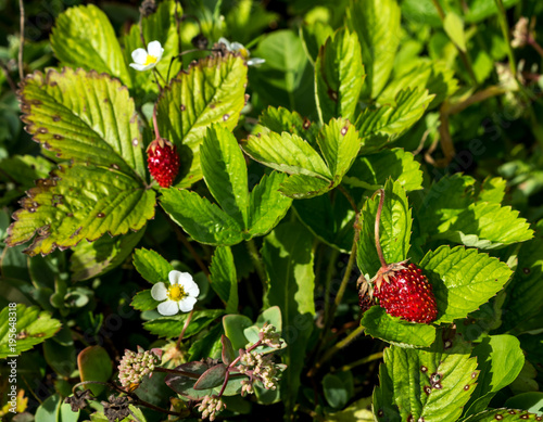 Wild strawberry in the garden