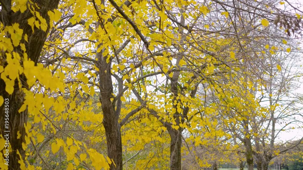 walking through the autumn forest- steady cam walking through the autumn forest- steady cam