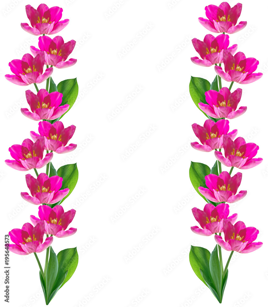 spring flowers tulips