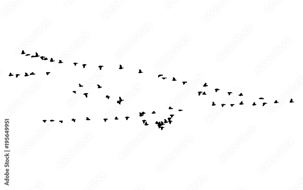 Fototapeta premium Greater white-fronted goose wedge in flight. Vector silhouette a flock of birds