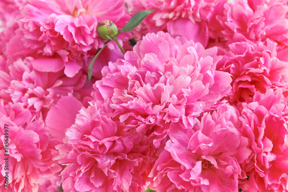 Pink floral background of fresh pink peony flowers Pink floral background of fresh pink peony flowers