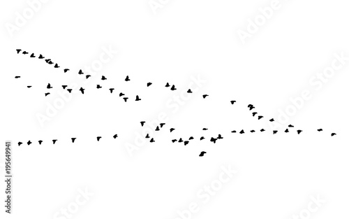 Greater white-fronted goose wedge in flight. Vector silhouette a flock of birds