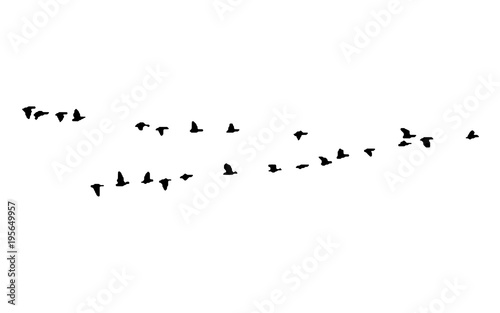 Greater white-fronted goose wedge in flight. Vector silhouette a flock of birds