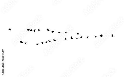 Greater white-fronted goose wedge in flight. Vector silhouette a flock of birds