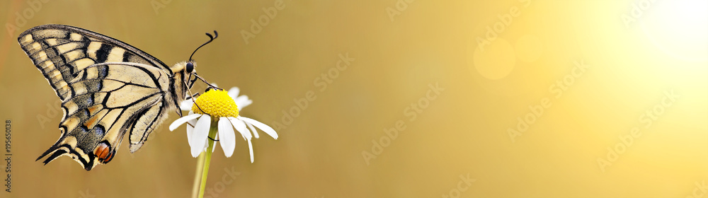 Obraz premium Piękny motyl siedzi na kwiat - baner internetowy wiosny, koncepcja lato