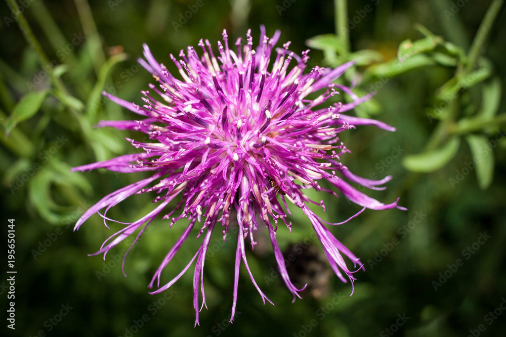 One purple blooming thistle on blurred of evening rural landscape background. One purple blooming thistle on blurred of evening rural landscape background.
