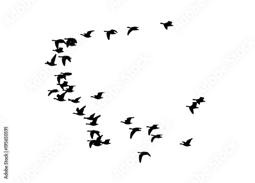 Greater white-fronted goose wedge in flight. Vector silhouette a flock of birds