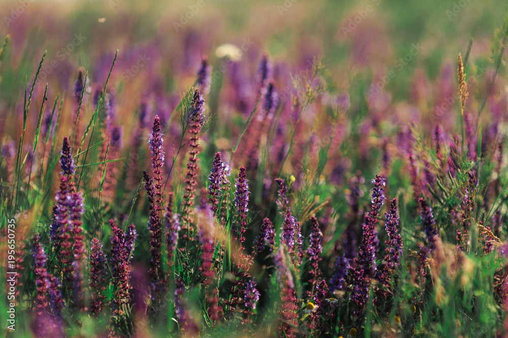 Close up Macro Delicate bright purple twigs and flowers of lavender grow in a green field. World of nature, environmental, flora Close up Macro Delicate bright purple twigs and flowers of lavender grow in a green field. World of nature, environmental, flora