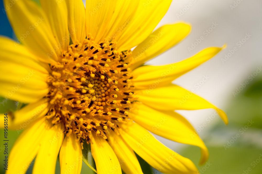 Helianthus annuus background nature Helianthus annuus background nature