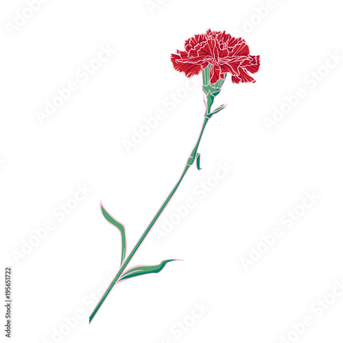 red carnation flower