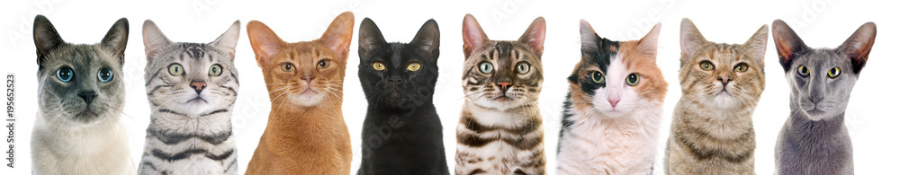 cats in studio cats in studio