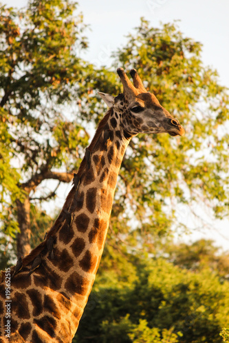 Giraffe in the sun