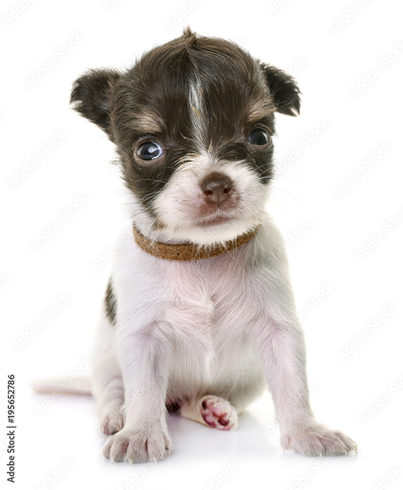 puppy chihuahua in studio puppy chihuahua in studio