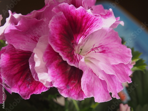 Fototapeta Naklejka Na Ścianę i Meble -  Blooming Bud of the pelargonium flower. Petals raspberry color of.