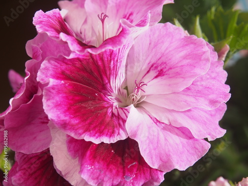 Fototapeta Naklejka Na Ścianę i Meble -  Blooming Bud of the pelargonium flower. Petals raspberry color of.