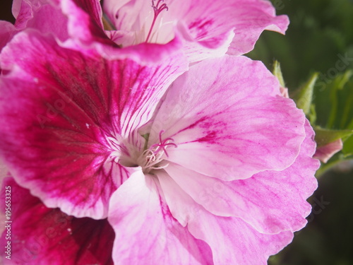 Fototapeta Naklejka Na Ścianę i Meble -  Blooming Bud of the pelargonium flower. Petals raspberry color of.