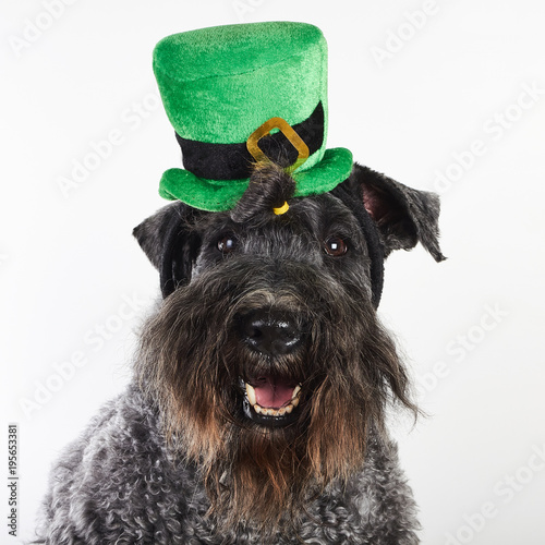 Kerry Blue Terrier dog ready for St.Patrick's day