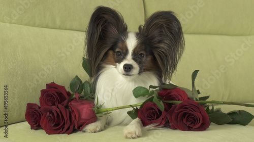 Dog Papillon with red rose in love on valentines day photo