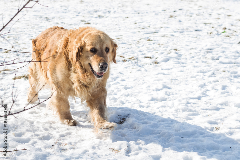 old golden retriever dog with snow