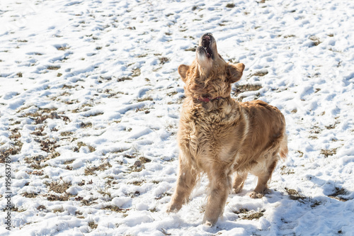 Fototapeta Naklejka Na Ścianę i Meble -  old golden retriever dog with snow