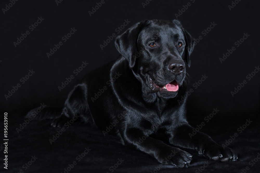 Beautiful young male dog labrador breed on black background