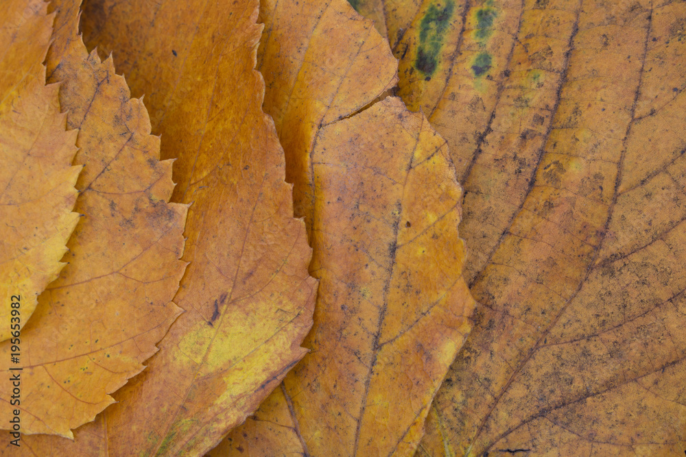 Fototapeta premium Linden brown leaf macro, flat lay, top view