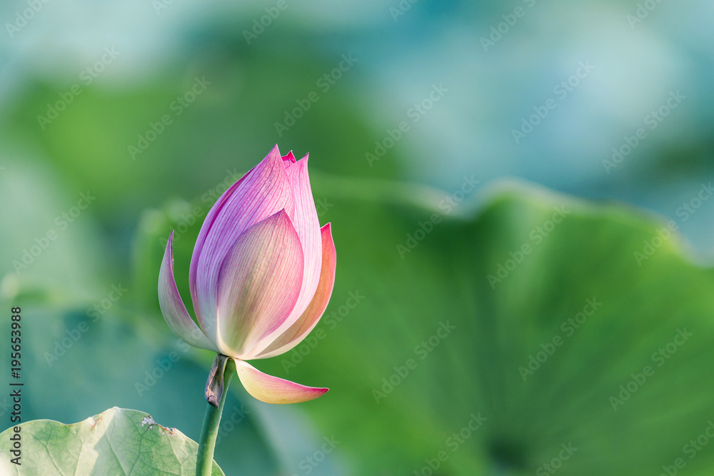 blooming pink lotus flower bud with green leaf