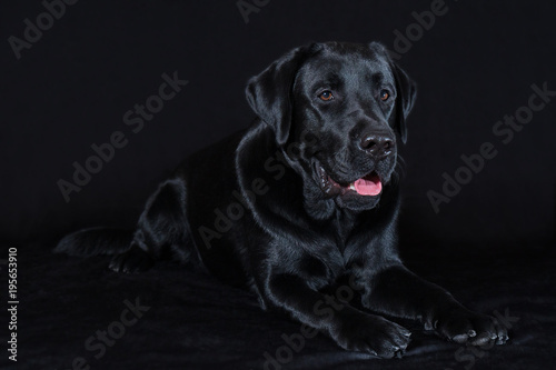 Beautiful young male dog labrador breed on black background