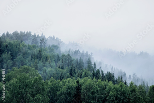 green pine tree forest on mountain range in fog