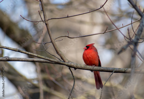 Cardinal on a Branch © Ben