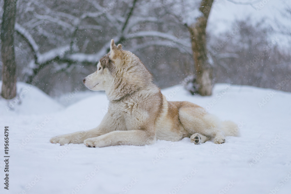 Siberian husky dog walks outdoors in the snow. Siberian husky dog walks outdoors in the snow.