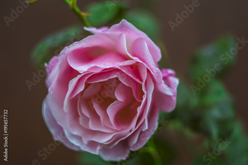 A pink rose close up 