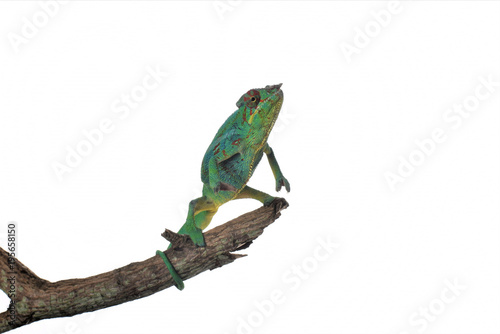 Standing Chameleon isolated reaching upwards for success
