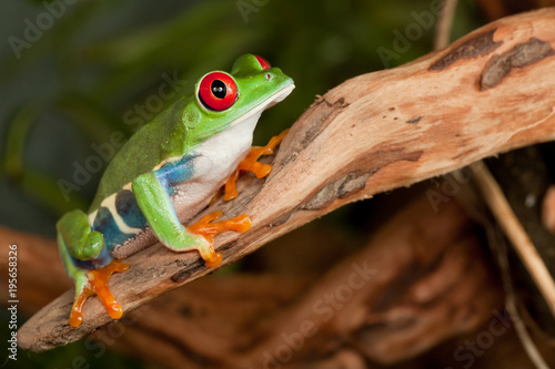 Red eyed tree frog crouching on a branch