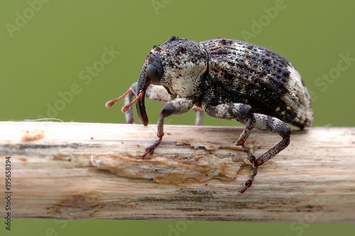 Curculionidae bug, like as elephant climbing on the branch photo