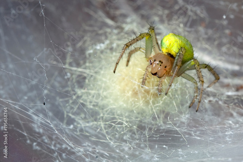 Araniella cucurbitina in the cobweb  photo