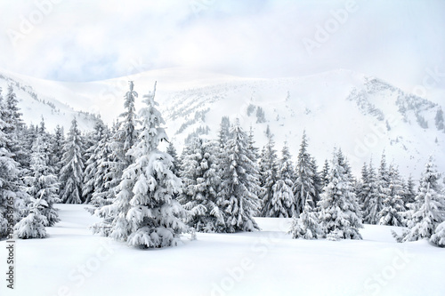 Winter landscape of mountains with of fir forest and glade in snow. Carpathian mountains. Ukraine © Anastasiia Malinich