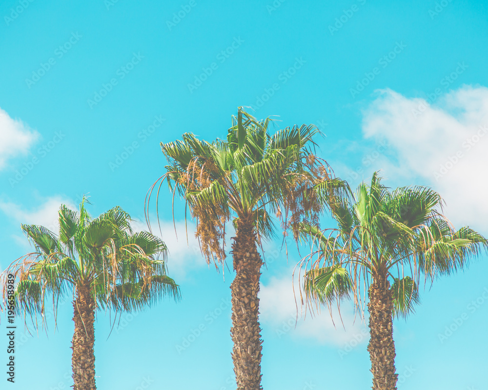 Fototapeta premium Vibrant Palm Trees